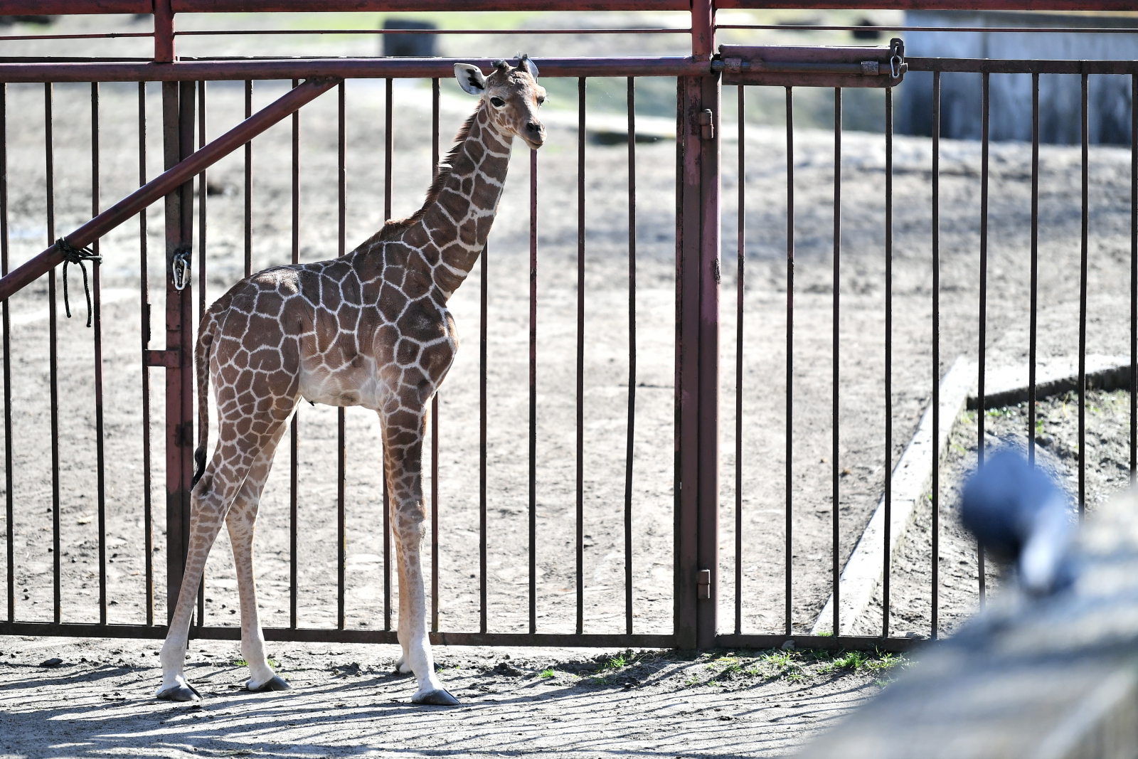 We wrocławskim zoo urodziła się żyrafa Fot. PAP/Maciej Kulczyński