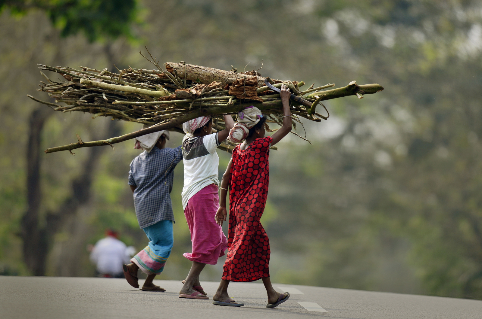 Indie, kobiety niosące drewno EPA/PRANABJYOTI DEKA 