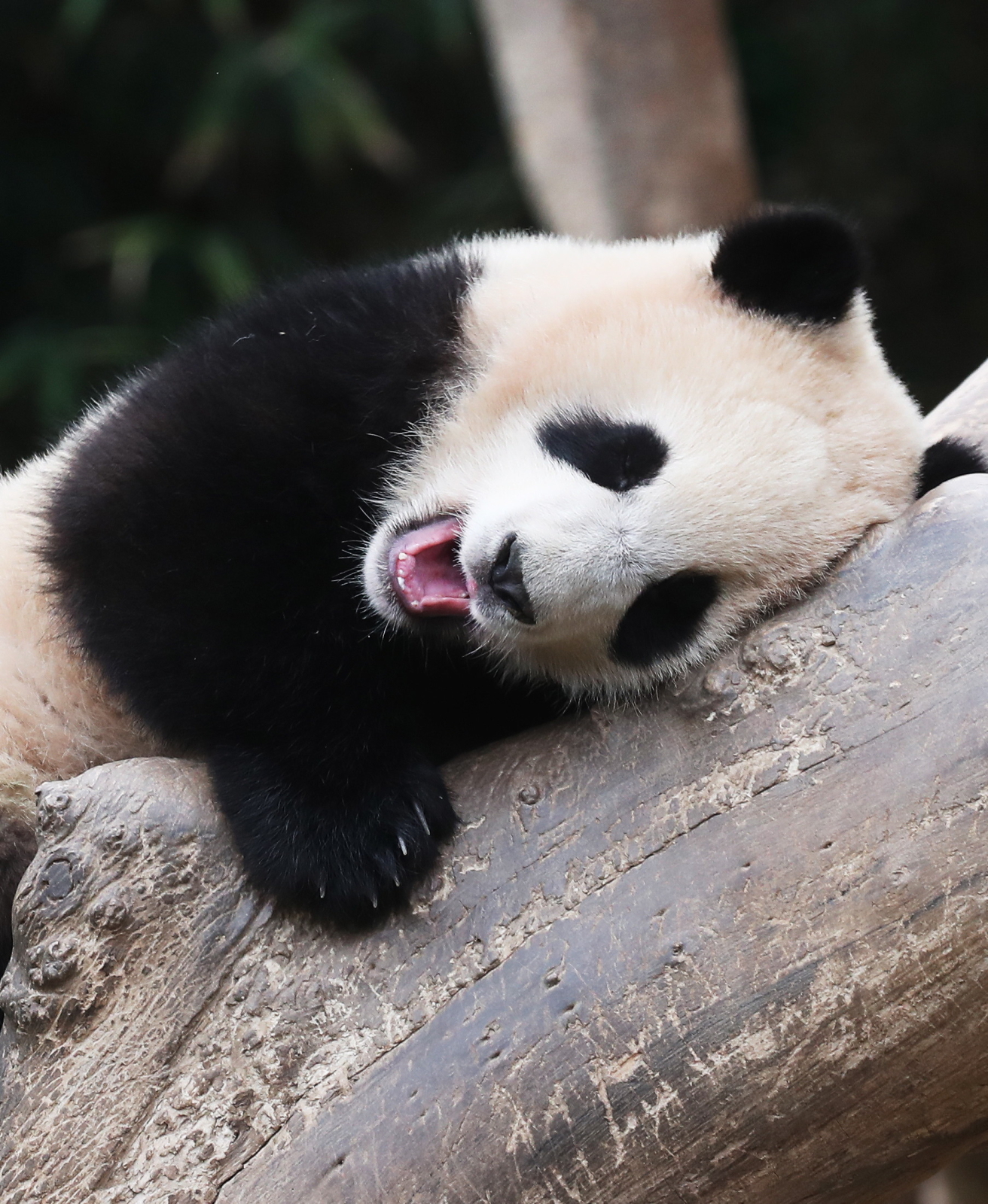 Małą panda Fubao fot.  EPA/YONHAP SOUTH KOREA OUT 