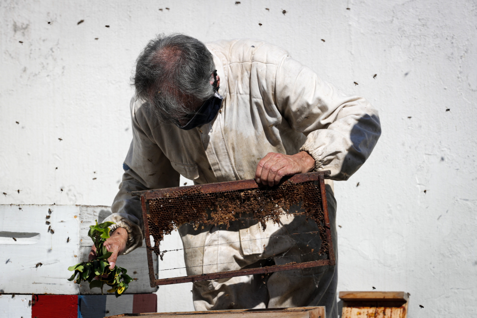 Howodcy pszczół w Urugwaju  fot. EPA/RAUL MARTINEZ 
