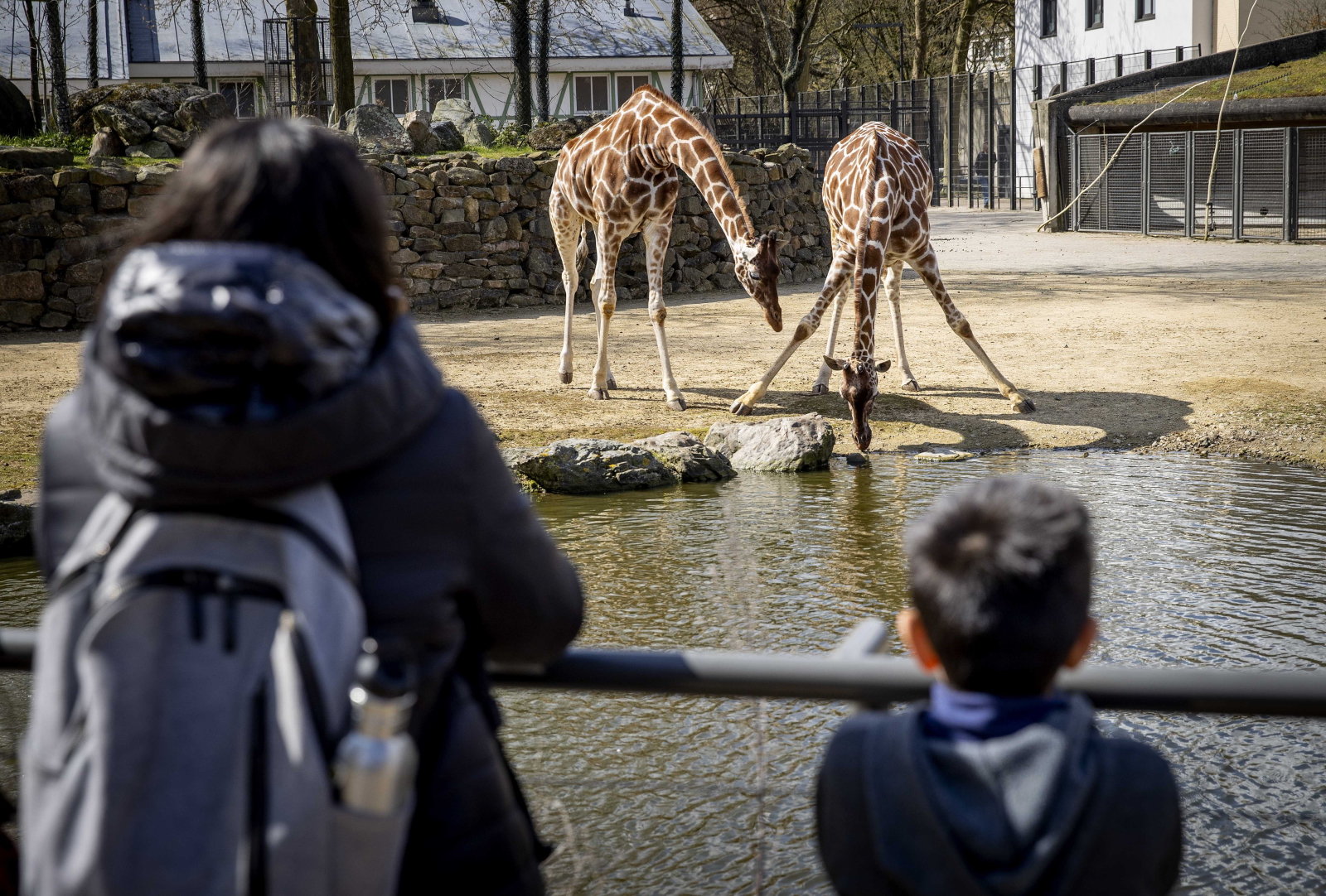 Zwiedzanie zoo fot. EPA/SEM VAN DER WAL 