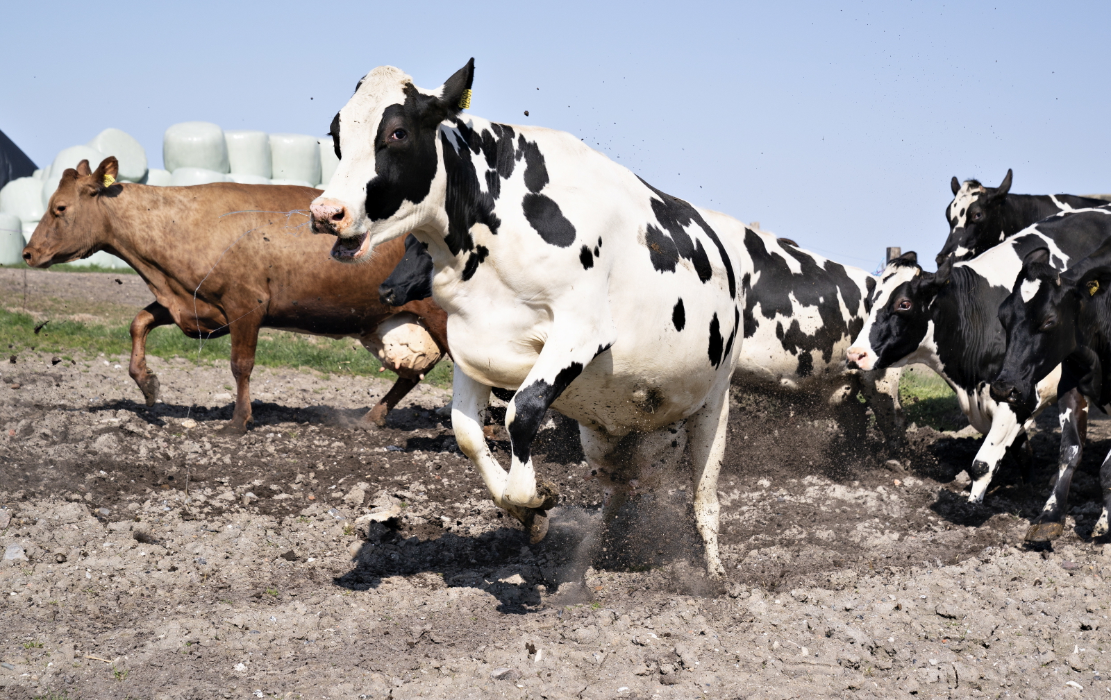 Dania, krowy na wolnym wybiegu EPA/JEROME FAVRE 