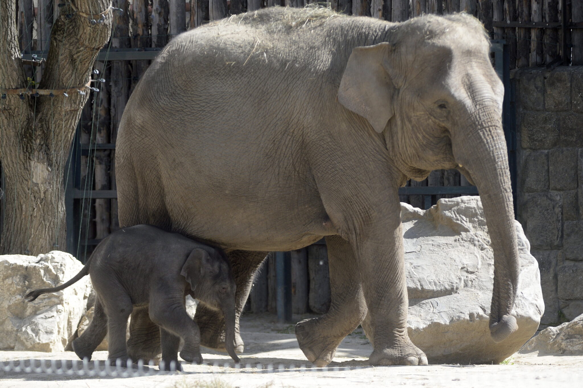 Zoo w Budapeszcie znów otwarte dla odwiedzający, fot. EPA/Attila Kovacs 