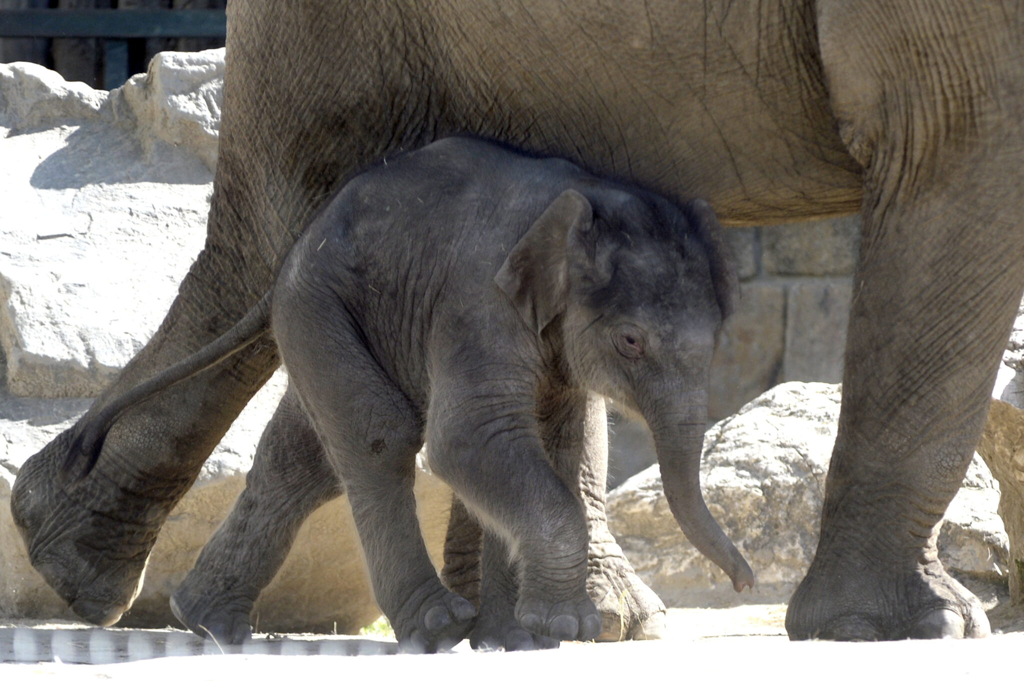 Zoo w Budapeszcie znów otwarte dla odwiedzający, fot. EPA/Attila Kovacs 