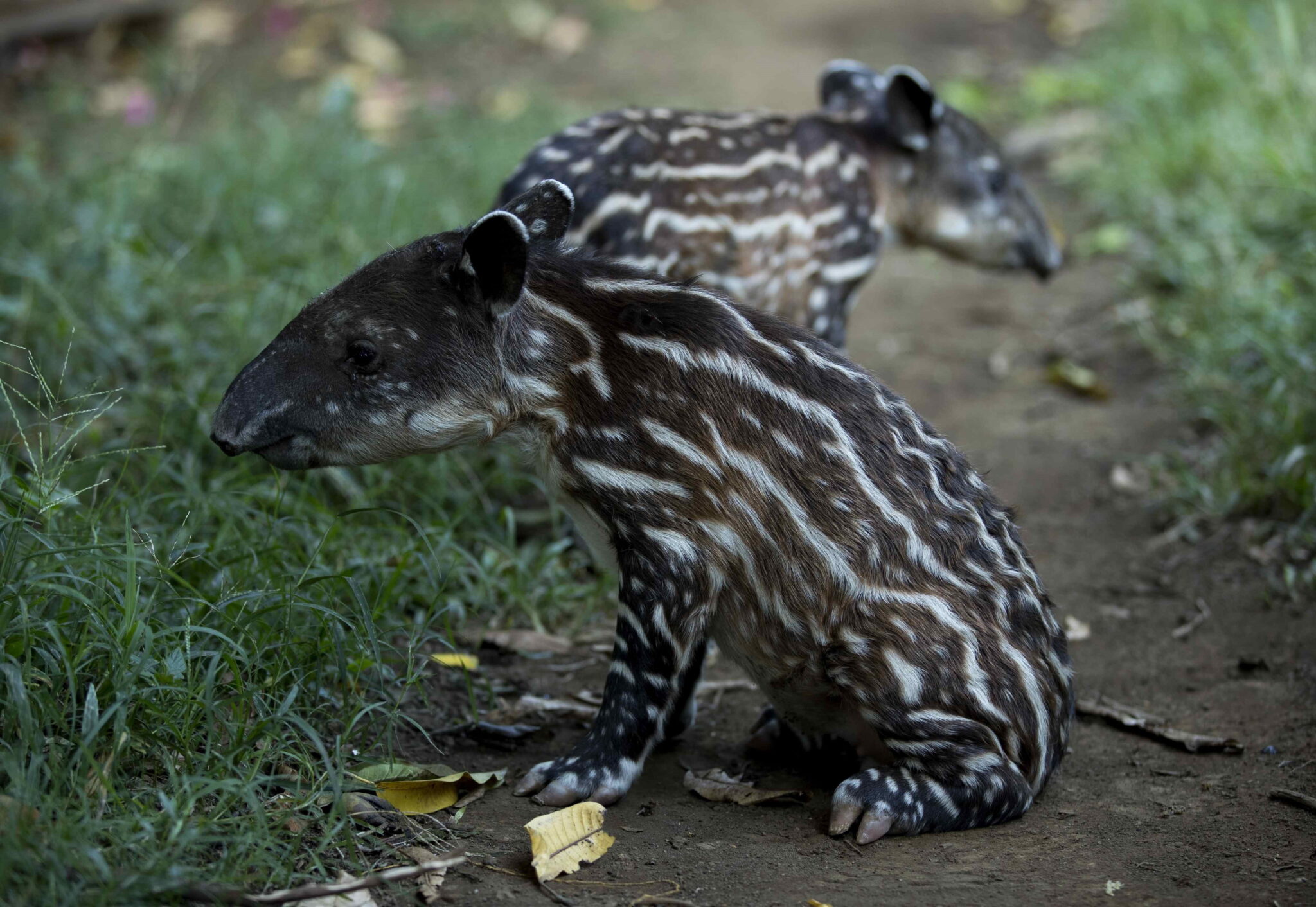 Dwa małe tapiry po urodzeniu w Narodowym Zoo w Managua, Nikaragua fot. EPA/Jorge Torres