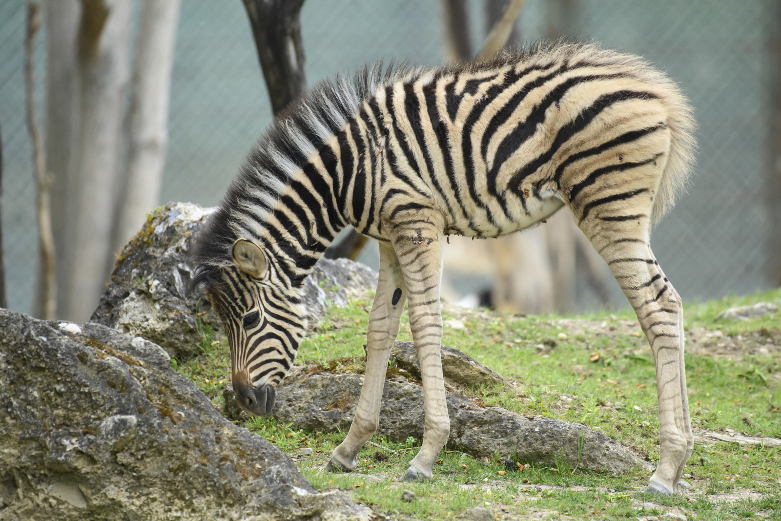 Zebra w wiedeńskim zoo Fot. PAP/EPA/CHRISTIAN BRUNA