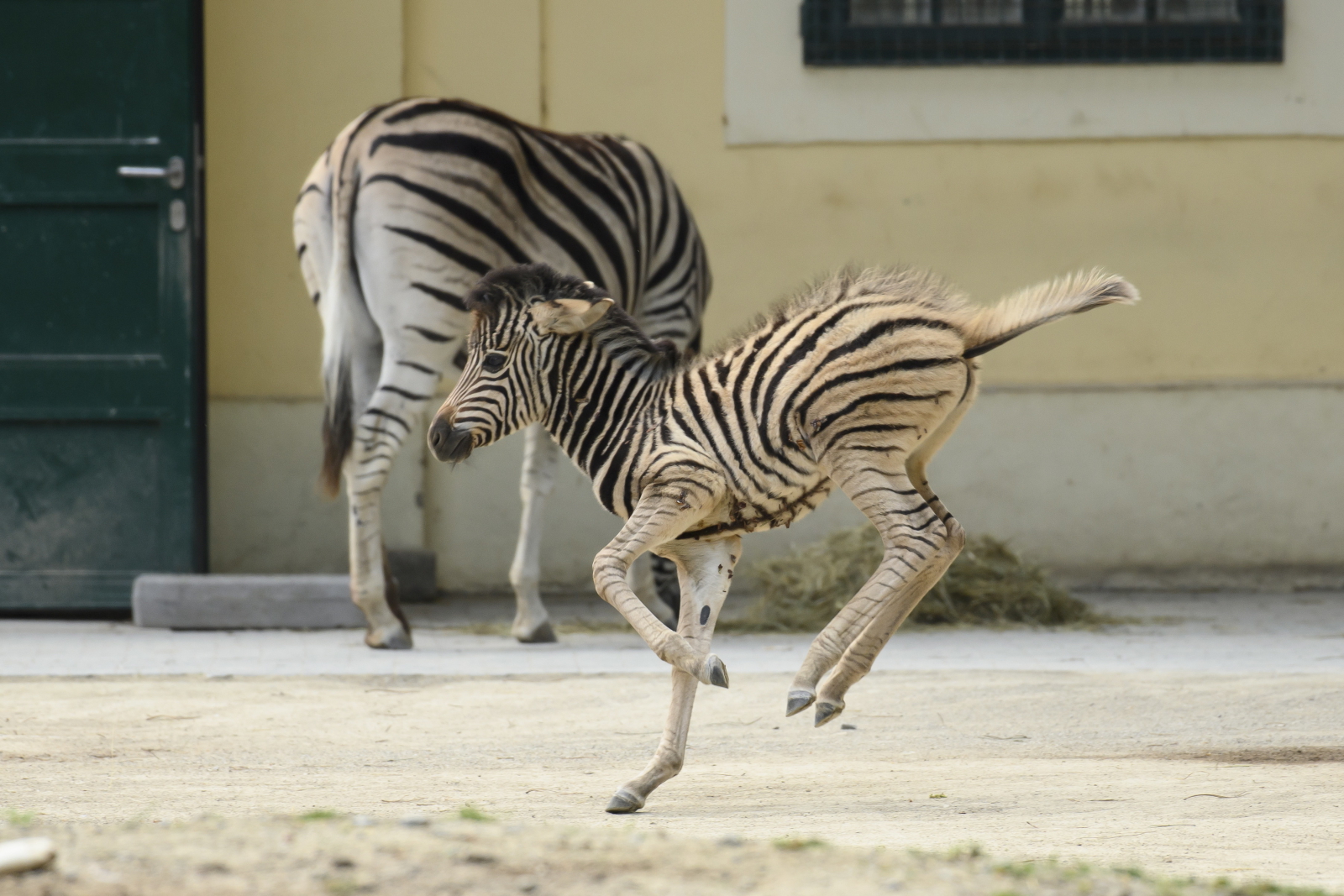 Zoo w Wiedniu Fot. PAP/EPA/CHRISTIAN BRUNA