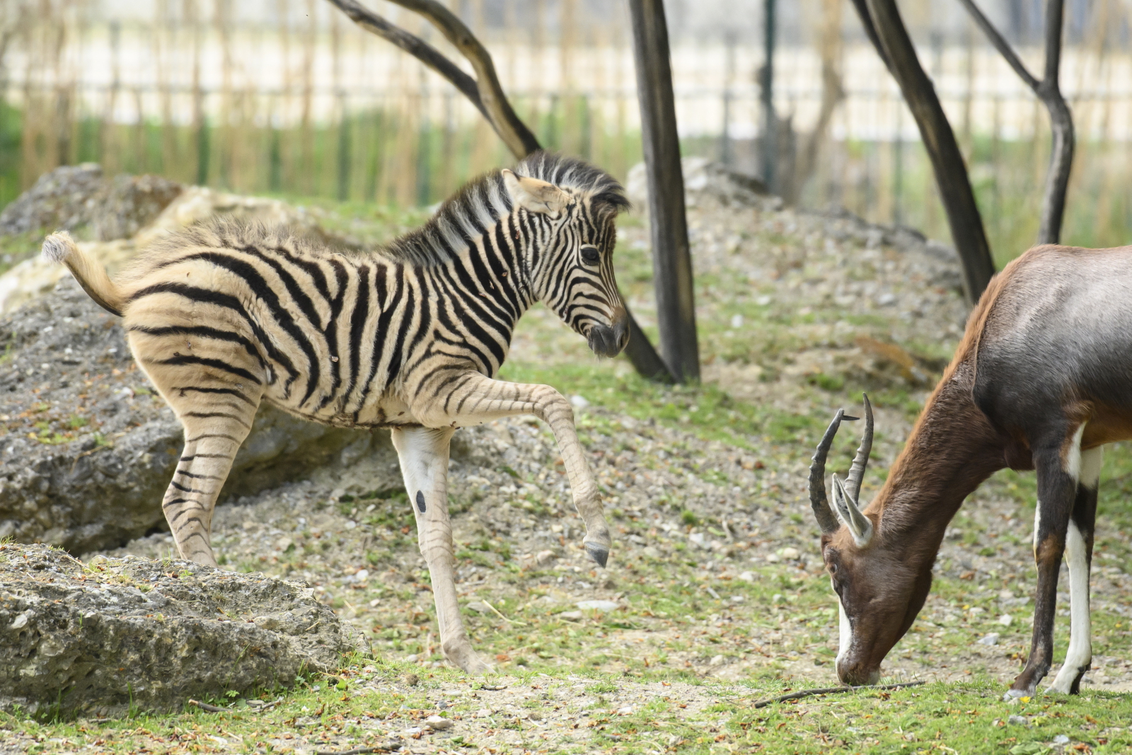 Zoo w Wiedniu Fot. PAP/EPA/CHRISTIAN BRUNA