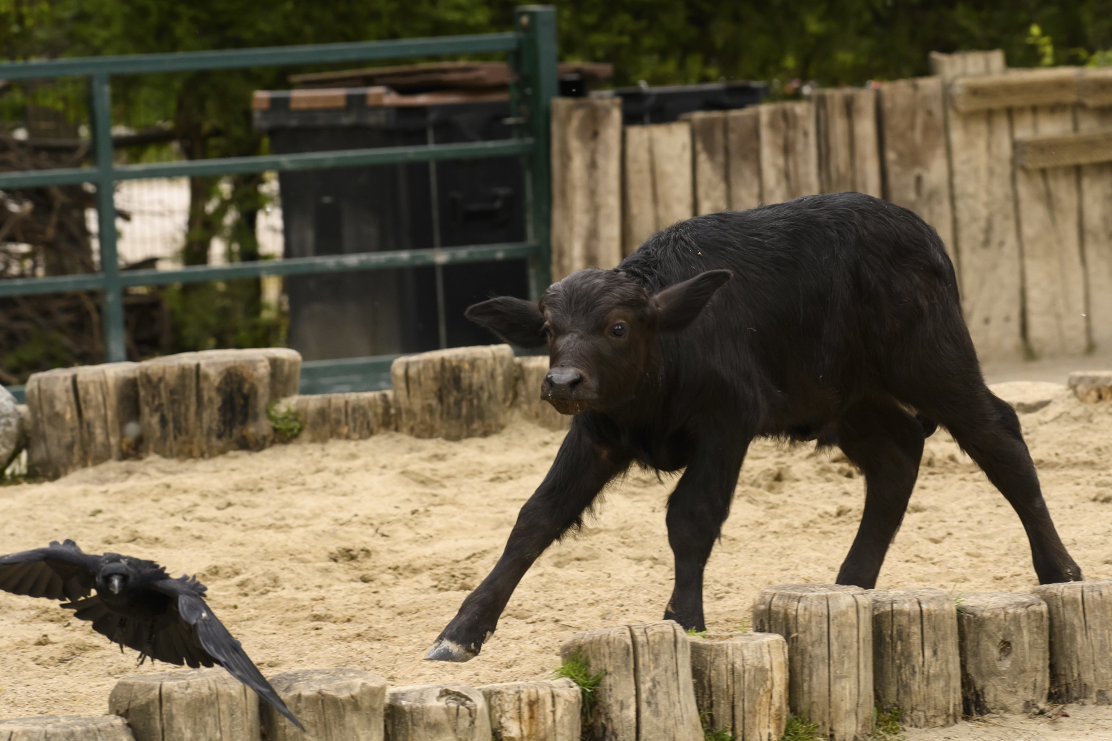 Zoo w Wiedniu Fot. PAP/EPA/CHRISTIAN BRUNA