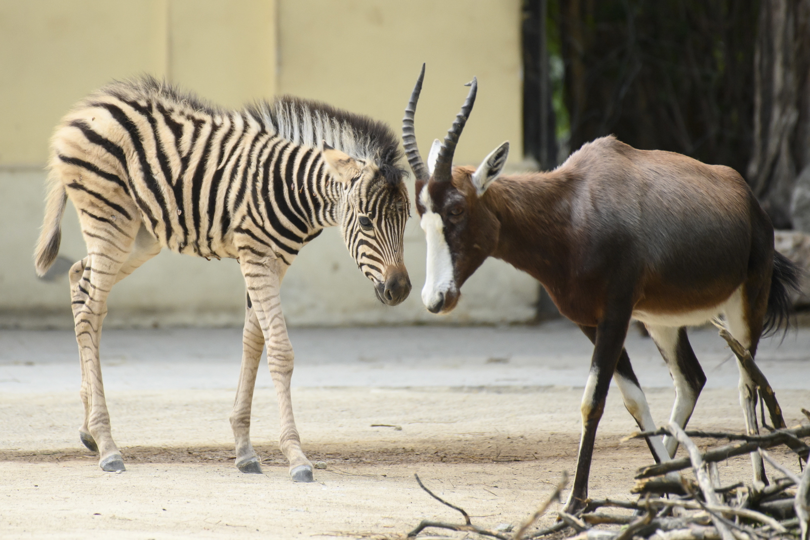 Zoo w Wiedniu Fot. PAP/EPA/CHRISTIAN BRUNA