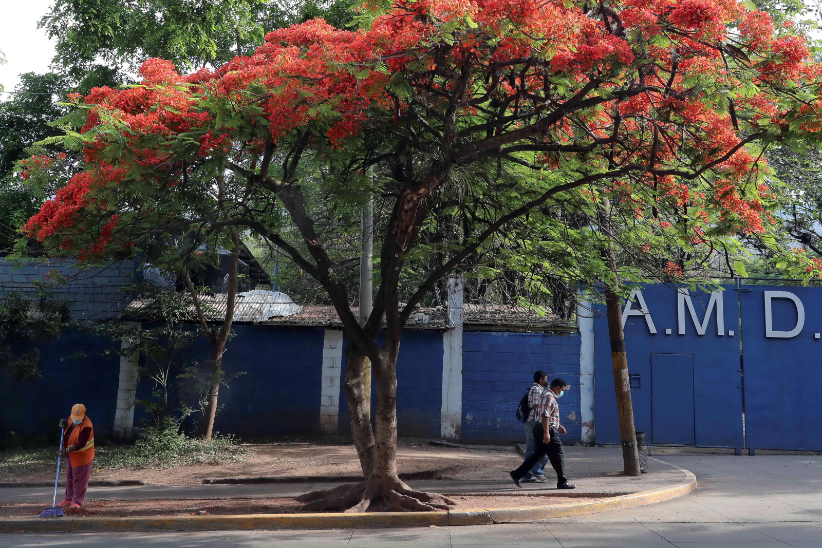 Narodowy Dzień Drzew w Hondurasie Fot. PAP/EPA/Gustavo Amador