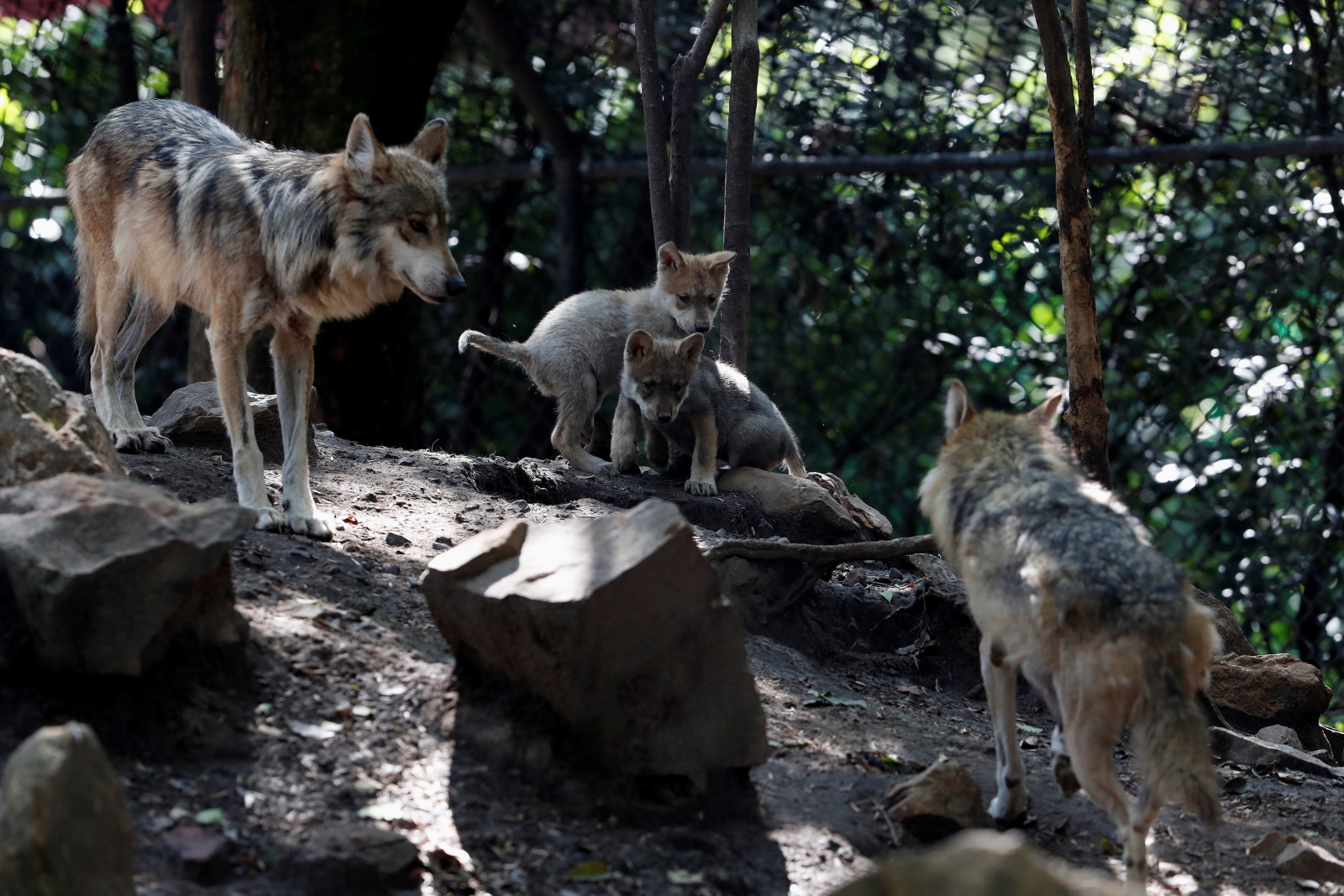 Meksyk. Młode wilki w ZOO  EPA/Alex Cruz 