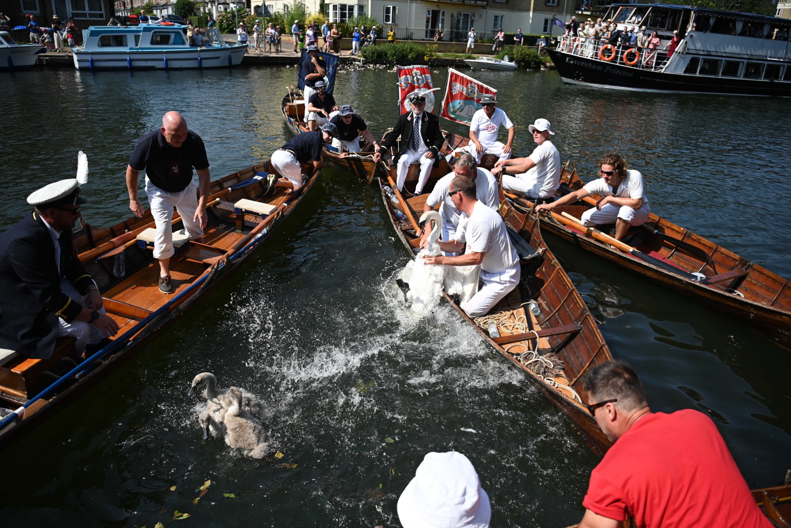 Swan Upping fot. EPA/NEIL HALL