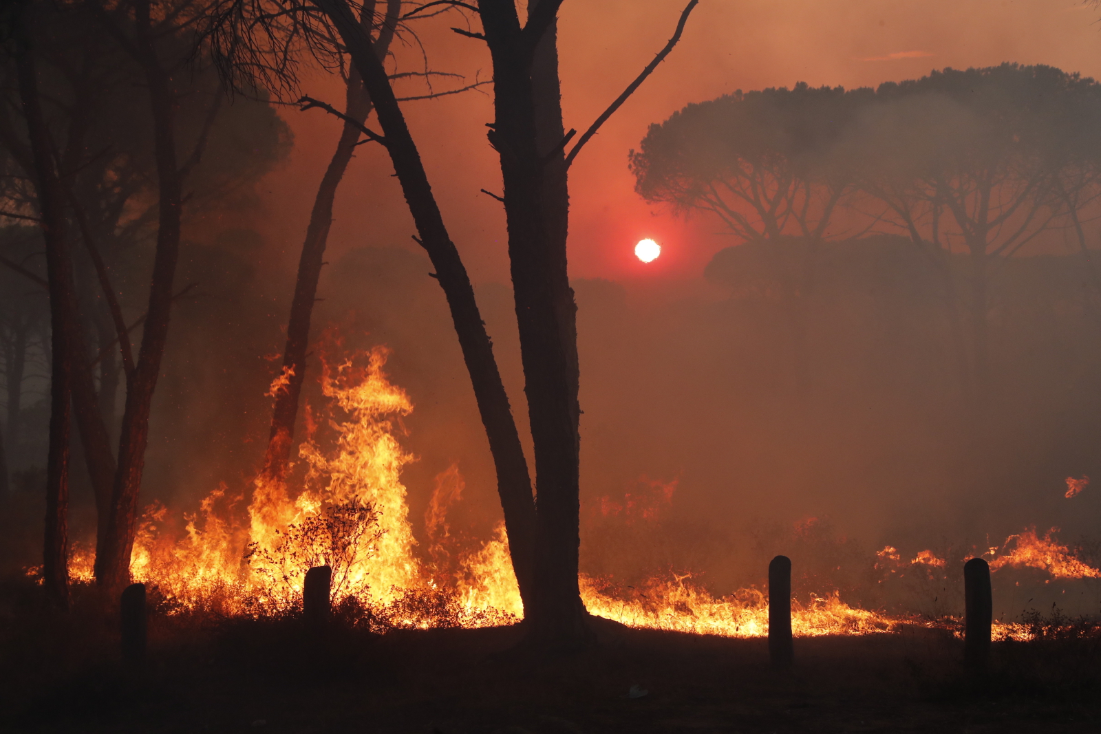 Pożary lasów we Francji fot. EPA/GUILLAUME HORCAJUELO 