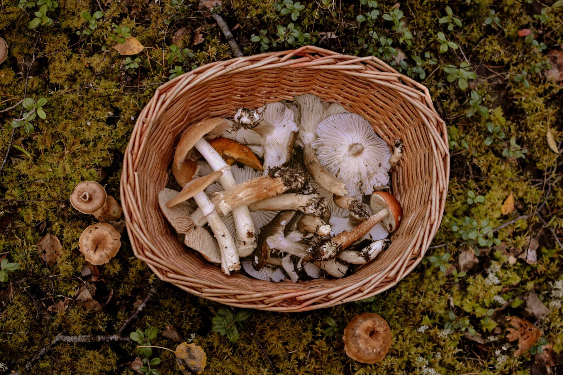 Świecą w ciemności, „krwawią” i śmierdzą padliną. Polskie lasy kryją nie tylko poczciwe maślaki i b …