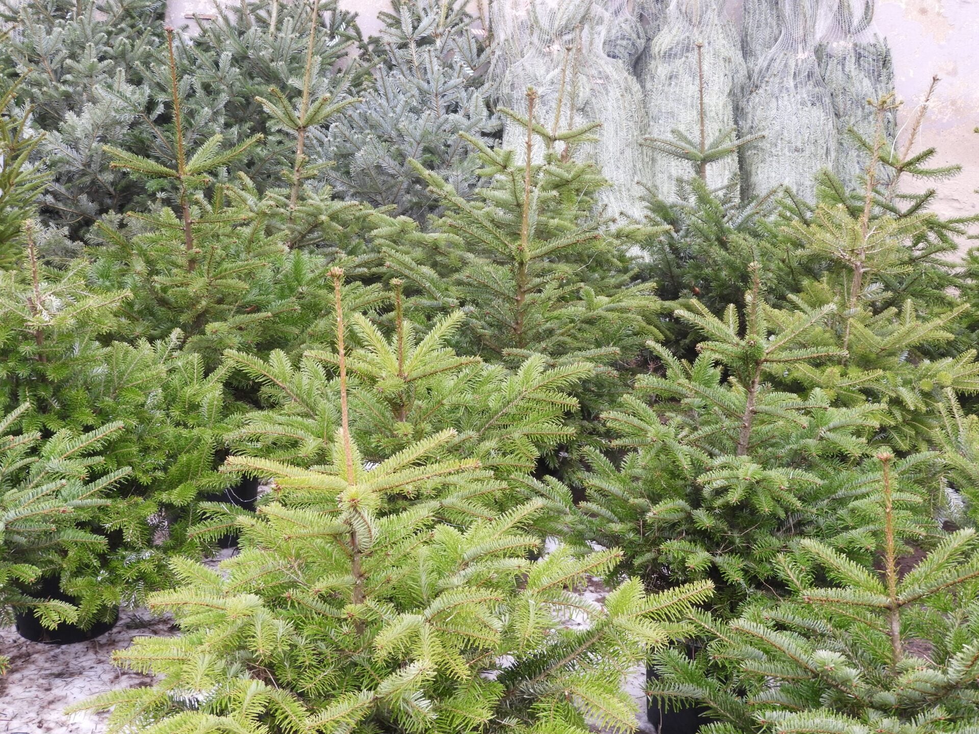 W Krakowie ruszyła zbiórka choinek – zostaną posadzone na terenach miejskich