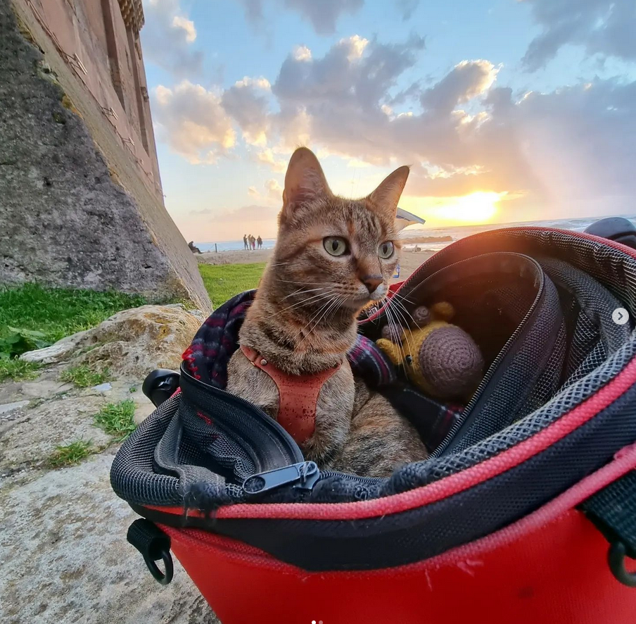 Bydgoszcz: Błogosławieństwa zwierząt przed świątynią Opatrzności Bożej