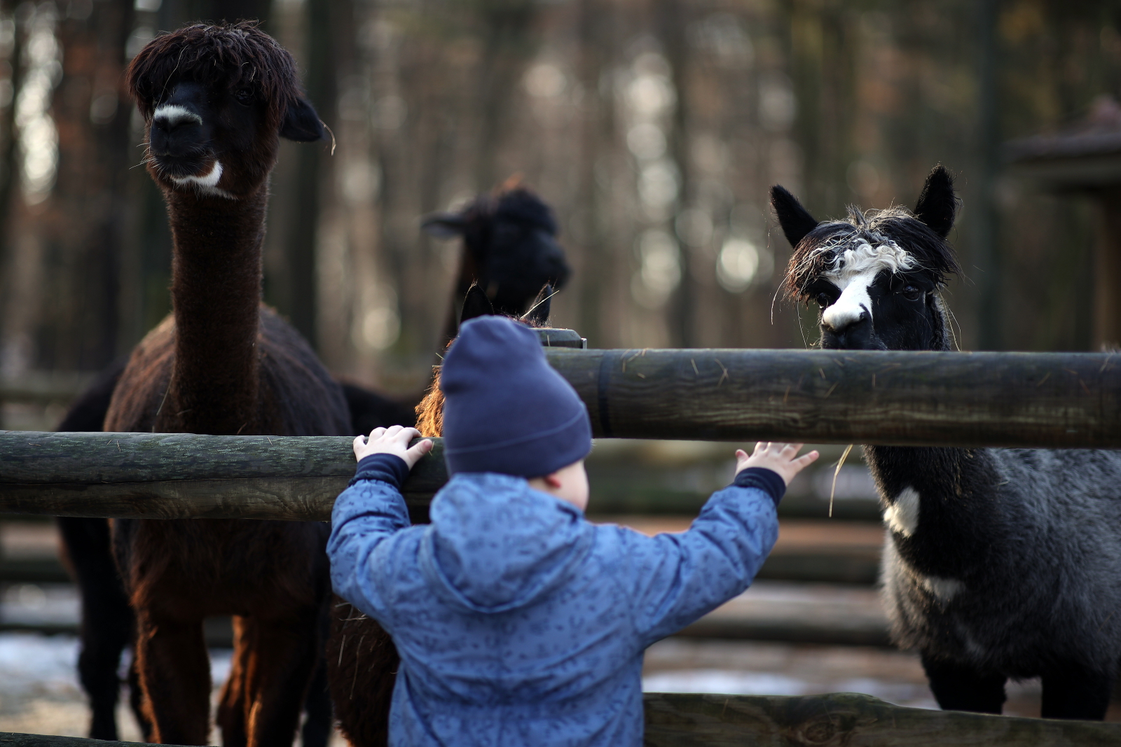 Cette année dans la crèche vivante on peut voir entre autres : un mouton camerounais et un âne [+GALERIA]