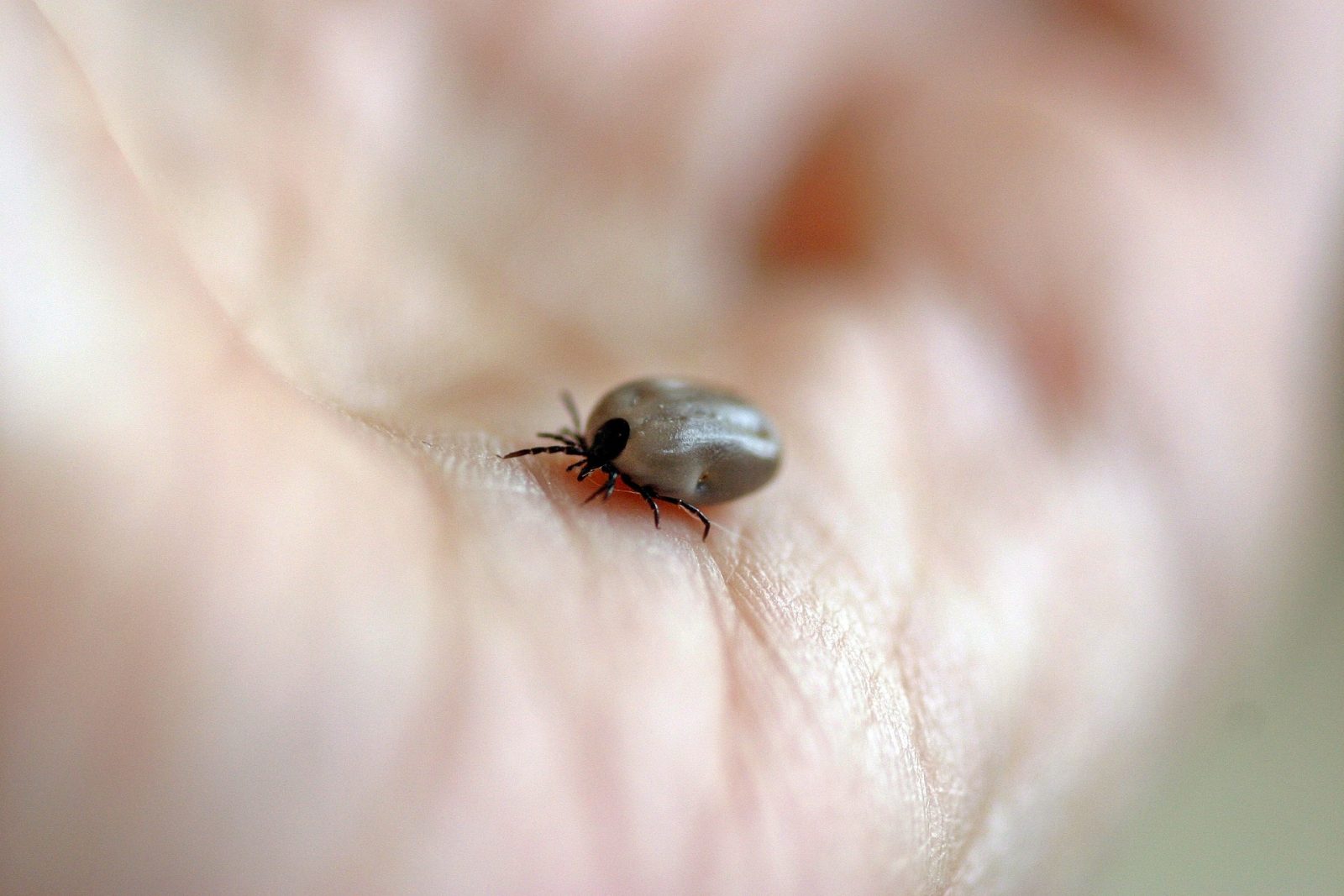 Entomolog: ugryzienie kleszcza może okazać się „antymięsną szczepionką”