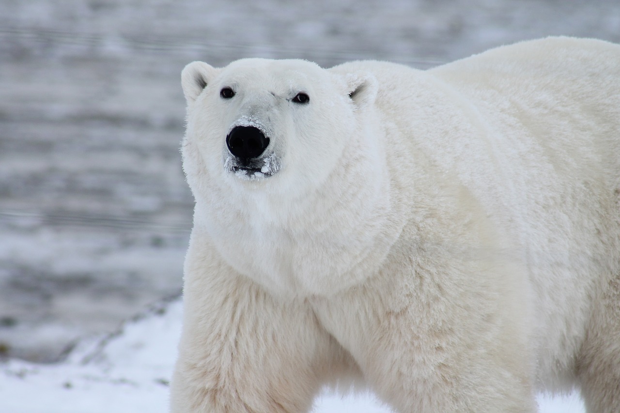 Wysoka kara dla turysty, który obudził niedźwiedzia polarnego