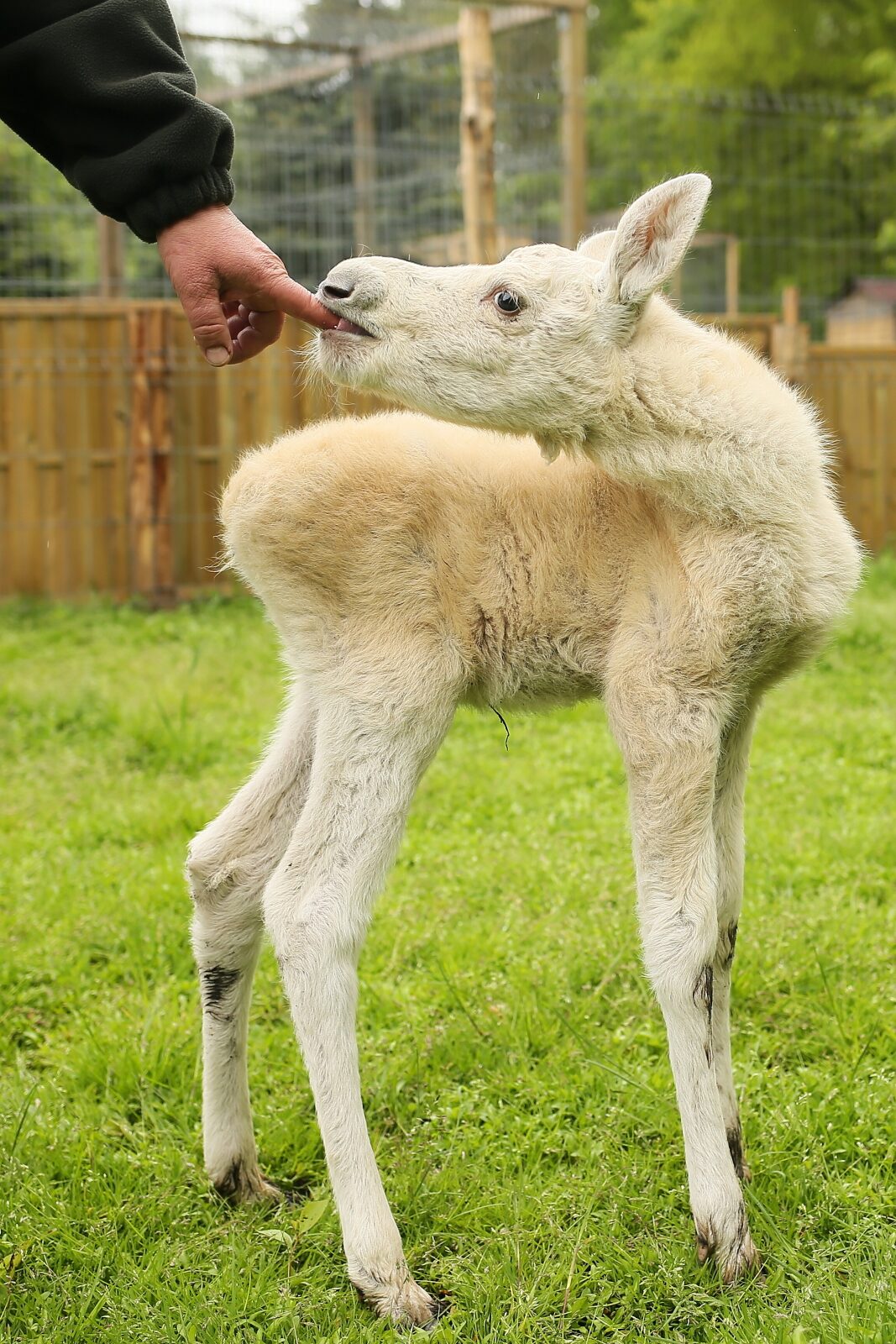 Mikołów: do Leśnego Pogotowia trafił biały łoś. To sensacja przyrodnicza