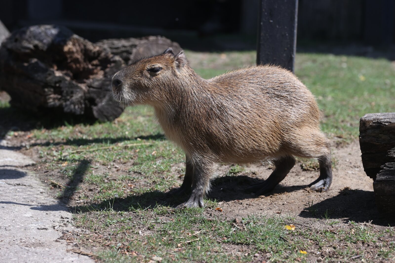 Dzień kapibary w łódzkim zoo [GALERIA]