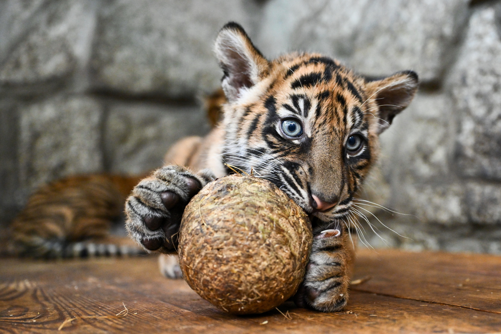 We wrocławskim zoo urodziły się cztery tygrysy sumatrzańskie