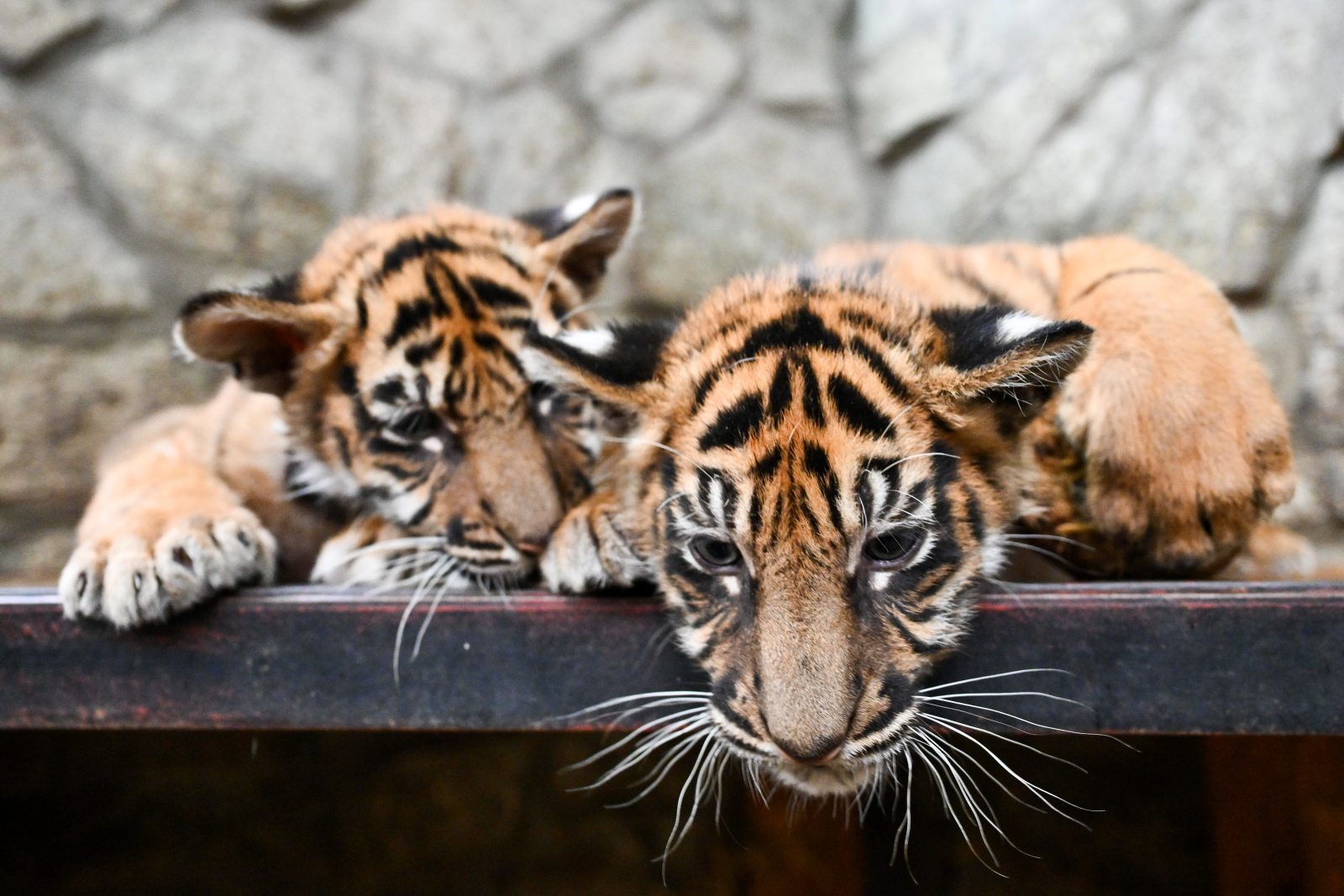 Chrześcijańskie organizacje napisały do Leona XIV list w sprawie ochrony zwierząt