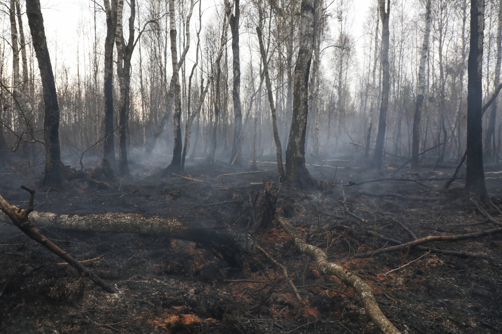 Straż pożarna: sytuacja w Biebrzańskim PN stabilna, ogień nie rozprzestrzenia się