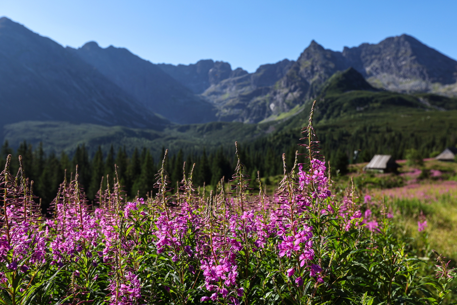 Hala Gąsienicowa tonie w różu, bo zakwitła wierzbówka kiprzyca [GALERIA]
