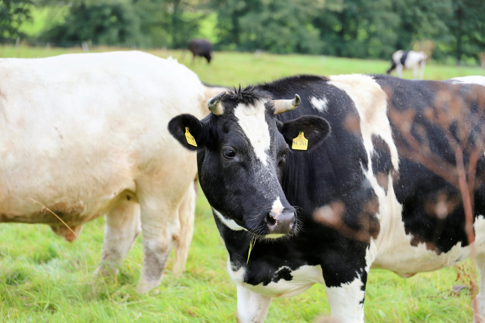 Dania: doniesienia o chorych krowach wpływają na debatę i podsycają dezinformację