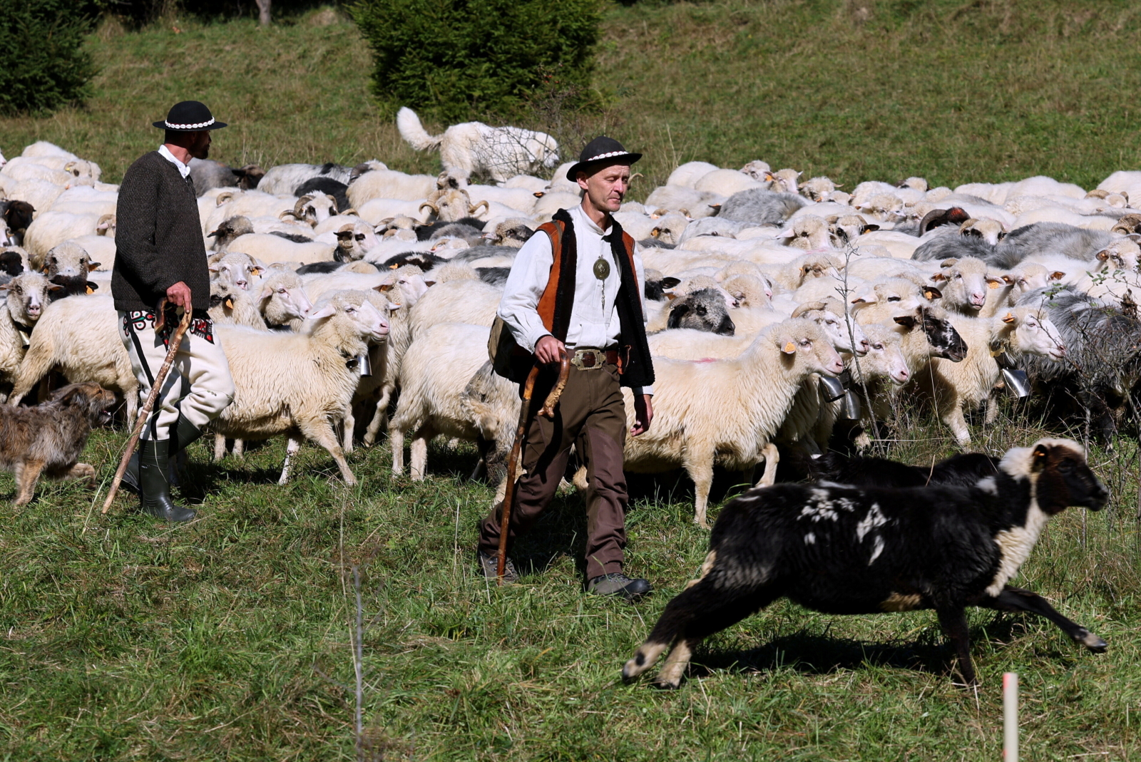 Redyk w Tatrach [GALERIA]