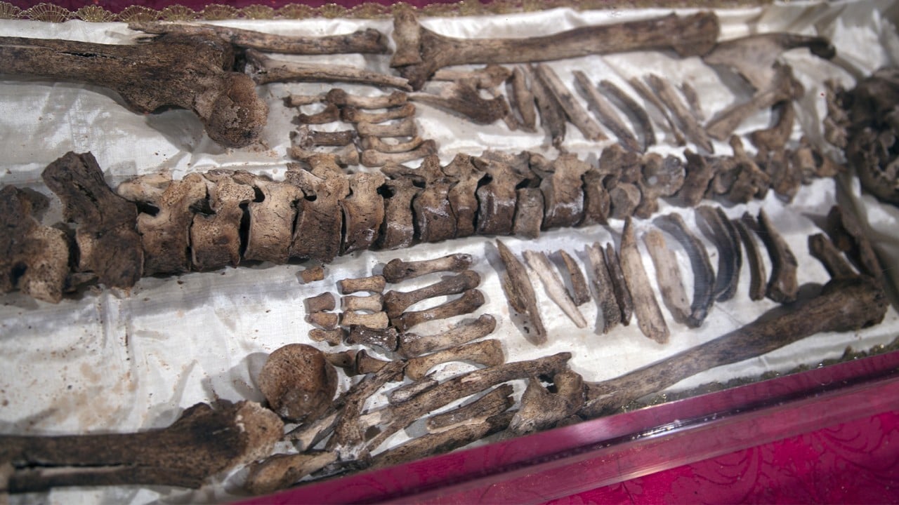 Rekord pielgrzymów do publicznie wystawionych relikwii św. Franciszka