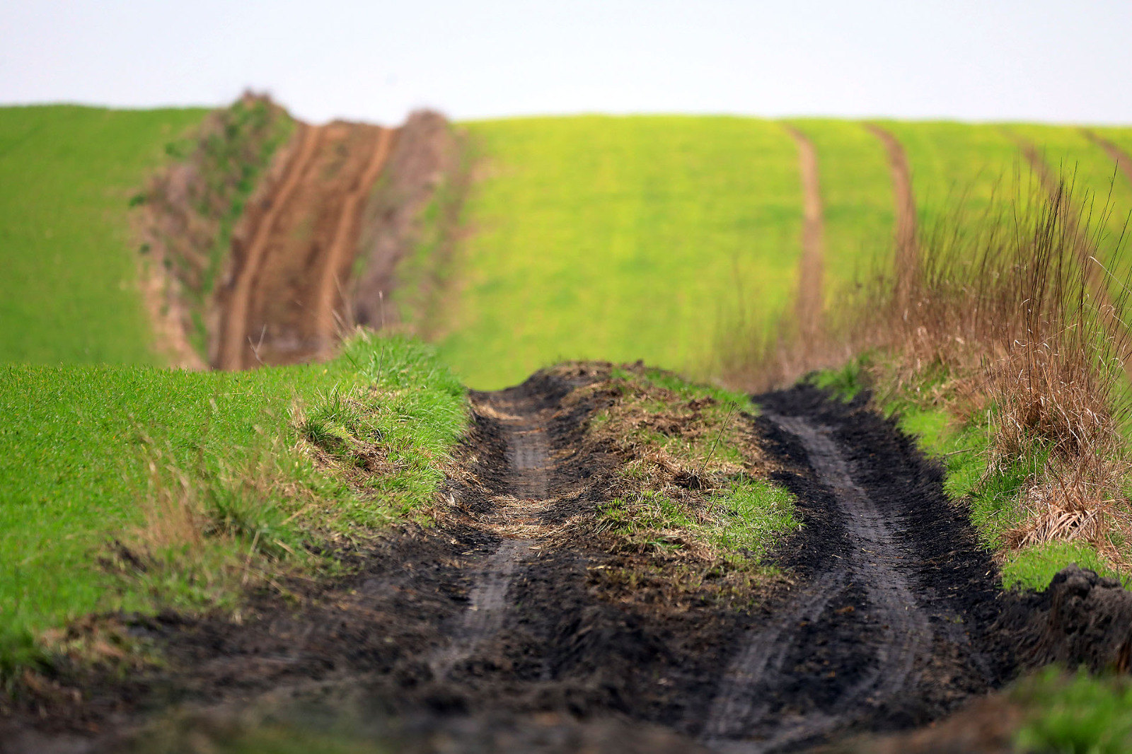 Psalm na niedzielę: pokój, który dojrzewa w drodze [KOMENTARZ DO PSALMU]