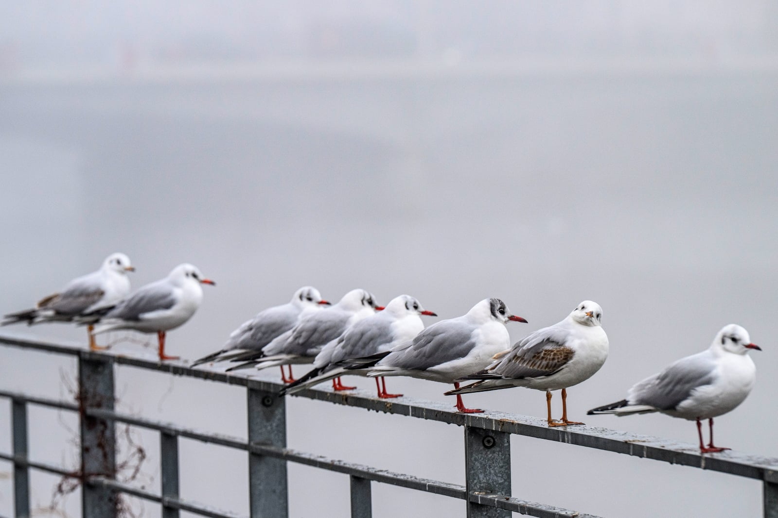 Szwecja: w Sztokholmie w pierwszej połowie grudnia było tylko pół godziny słońca