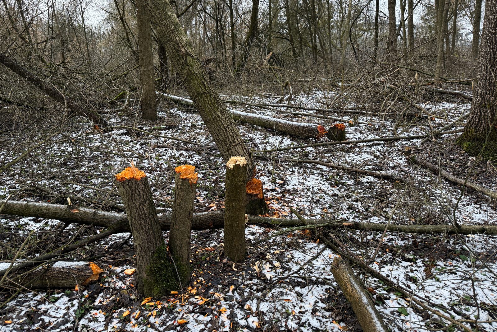 Toruń: nielegalna wycinka kilkuset drzew w obszarze Natura 2000 [+GALERIA]