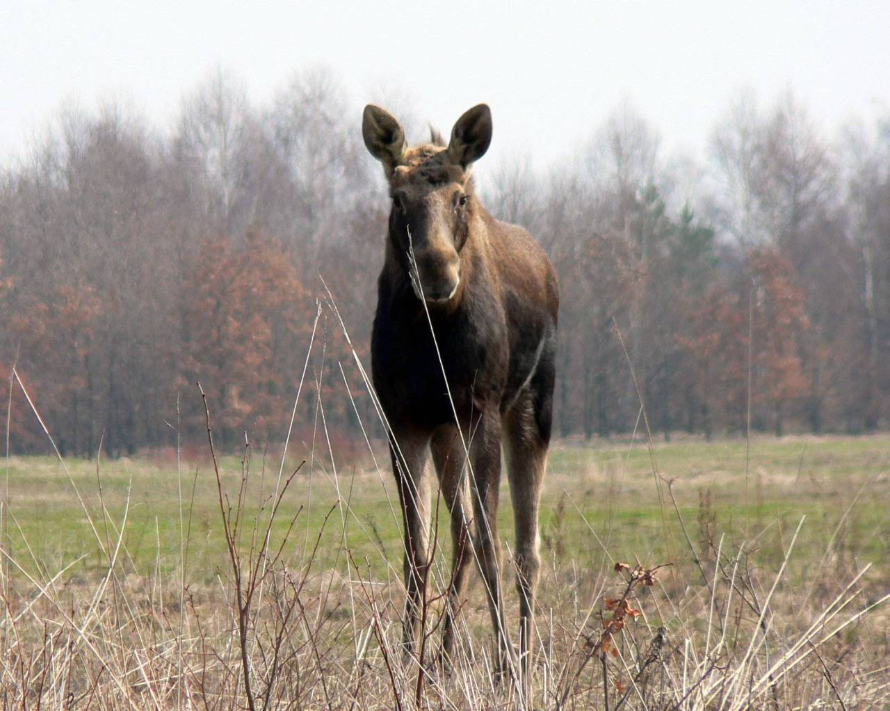 Kampinoski Park Narodowy apeluje o niedokarmianie zwierząt