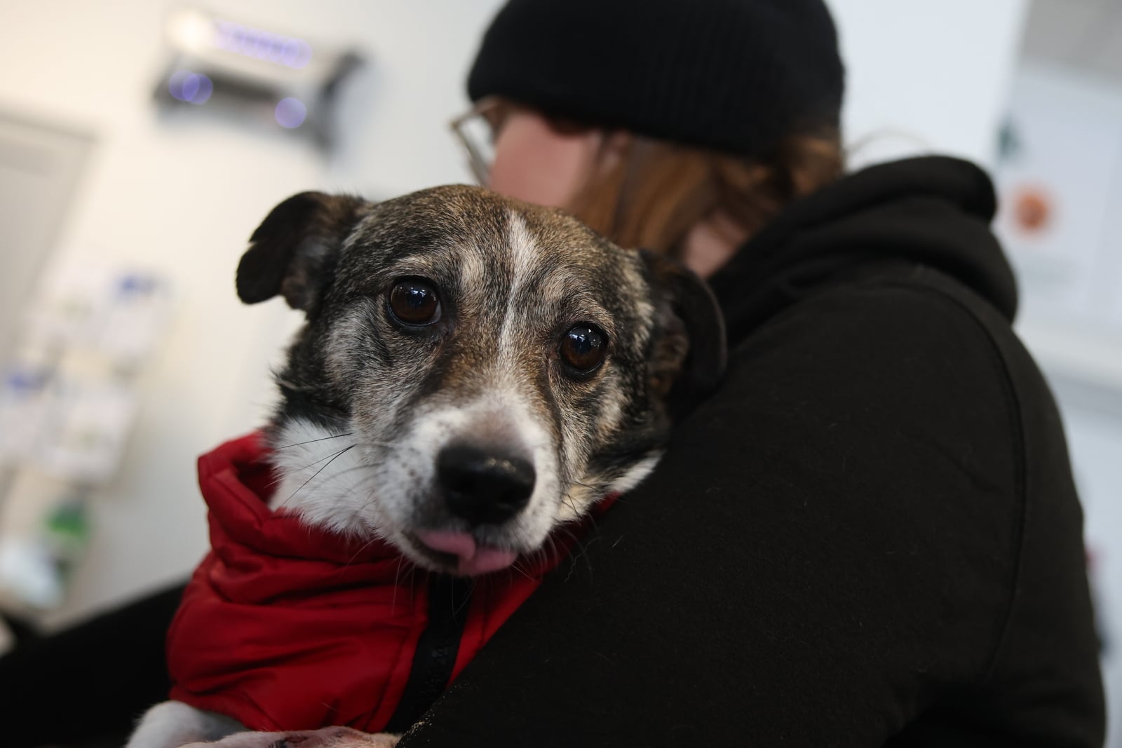 Kraków: psy ze schroniska znalazły schronienie przed mrozami [+GALERIA]