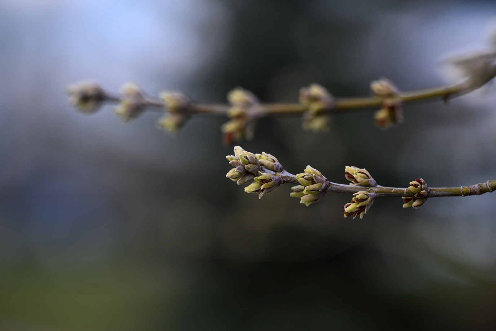 Synoptycy ostrzegają: wracają nocne przymrozki