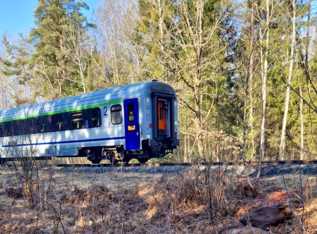 Podlaskie: pociąg relacji Białystok-Warszawa zderzył się z trzema żubrami