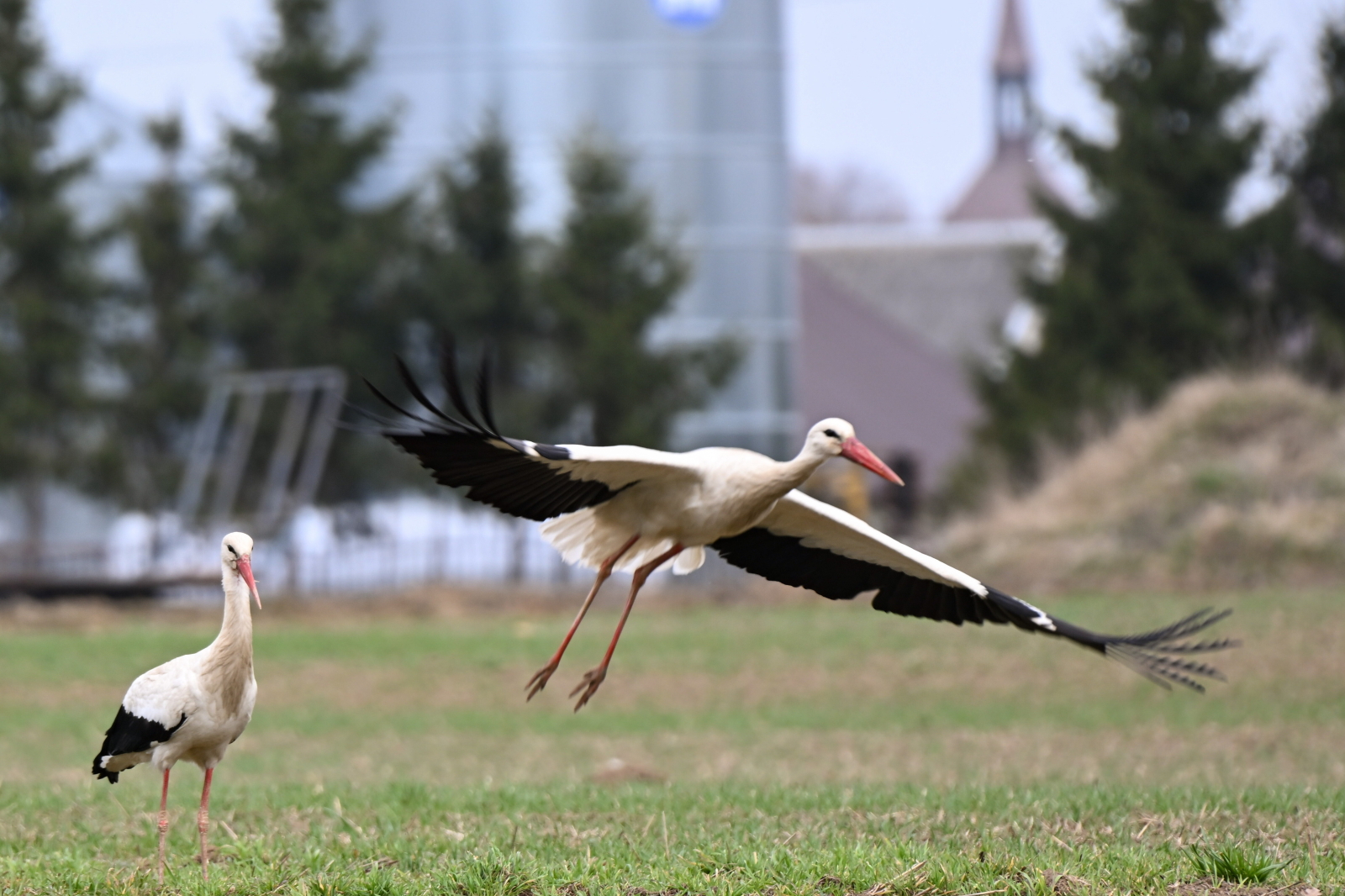 Poznań: naukowcy założyli bocianom plecaki z kamerami