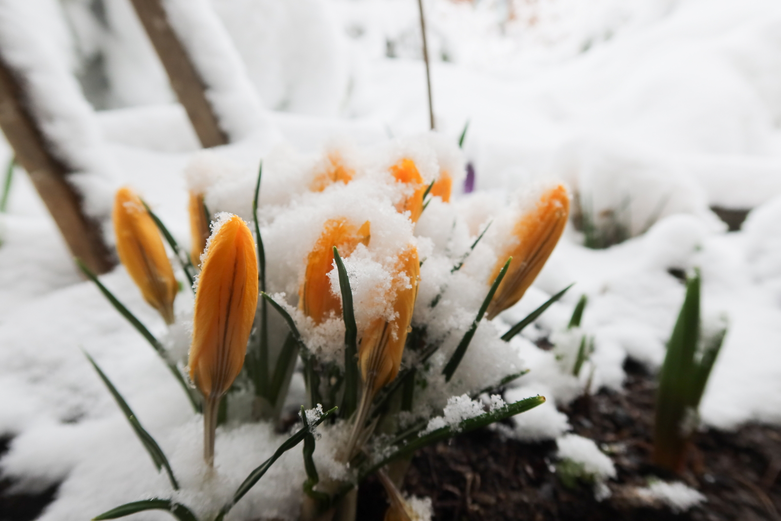 W najbliższych dniach wahania temperatury. IMGW ostrzega przed przymrozkami