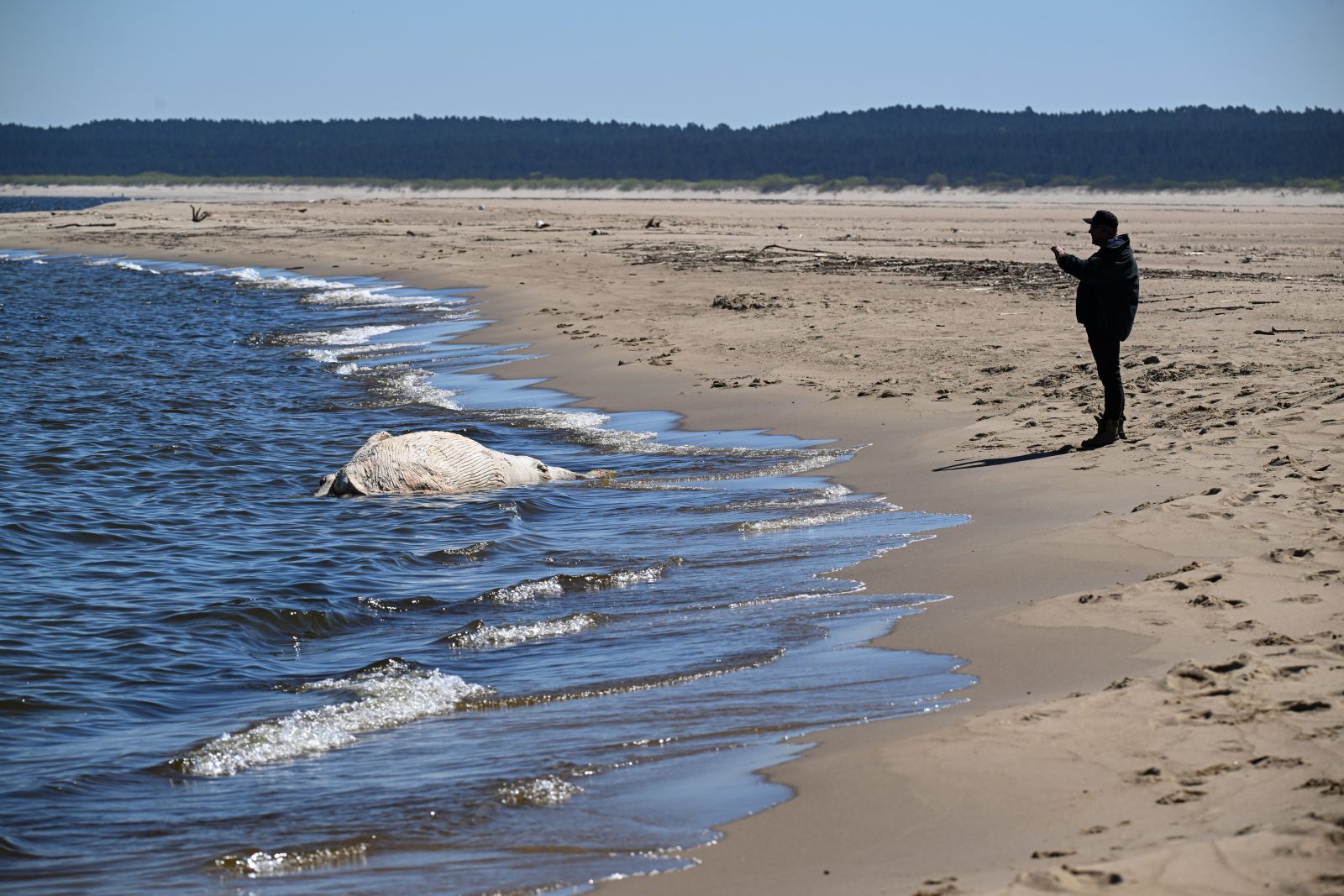 Pomorskie: wieloryb znaleziony na plaży w rezerwacie Mewia Łacha zostanie zutylizowany [+GALERIA]