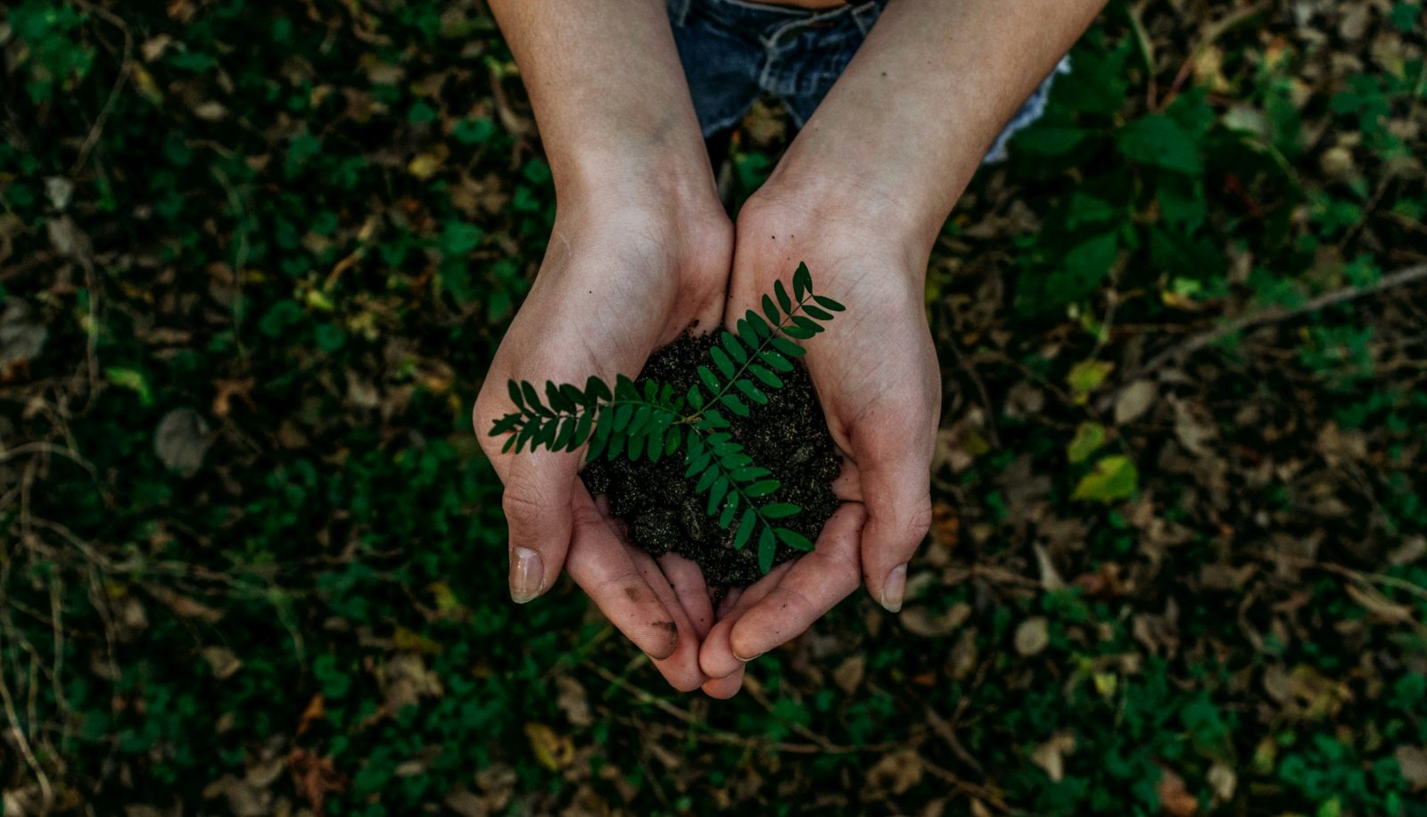 Znamy hasło Światowego Dnia Modlitwy o Ochronę Świata Stworzonego