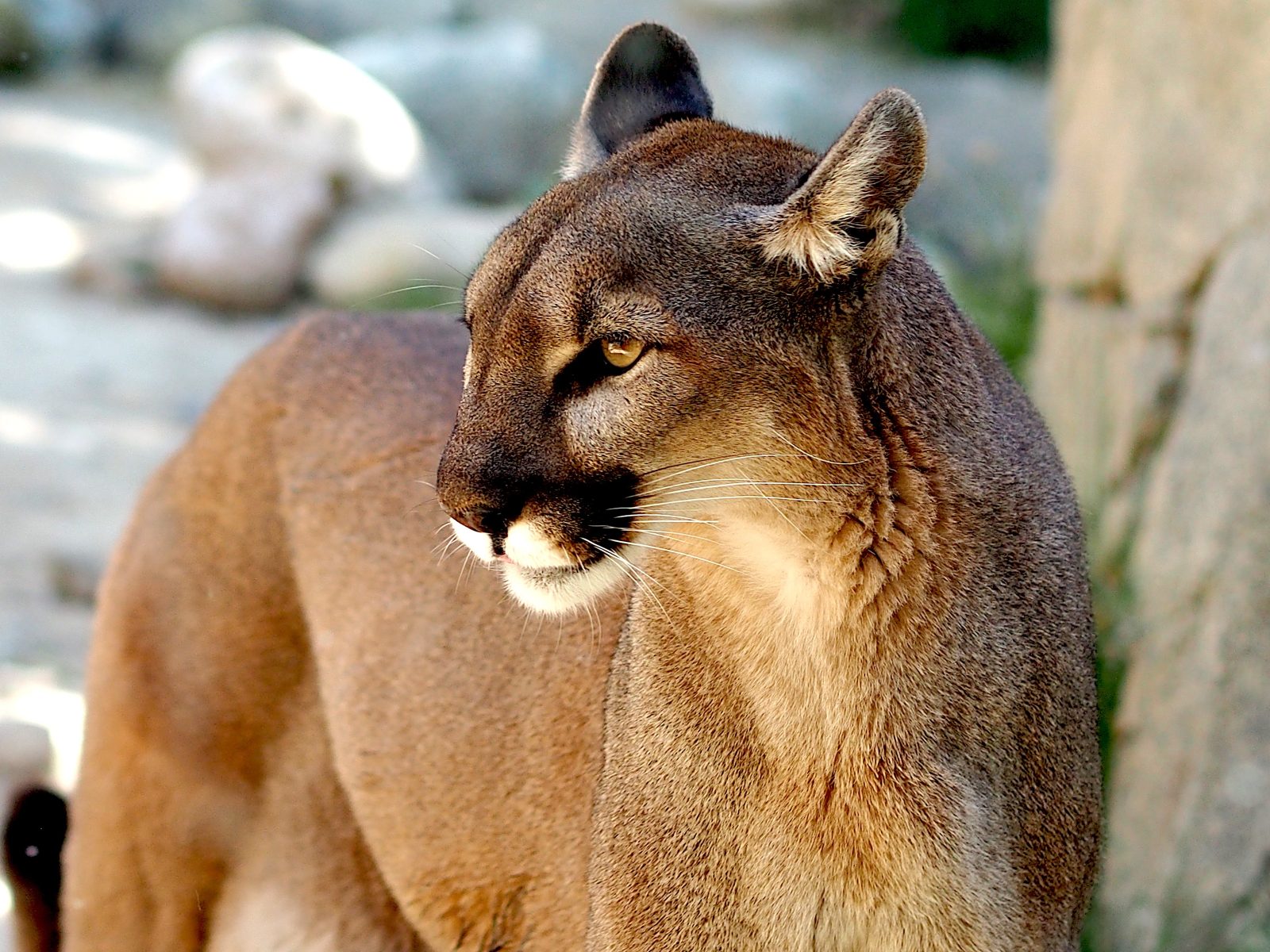 Puma schwytana w gminie Polanów trafi do zoo w Poznaniu