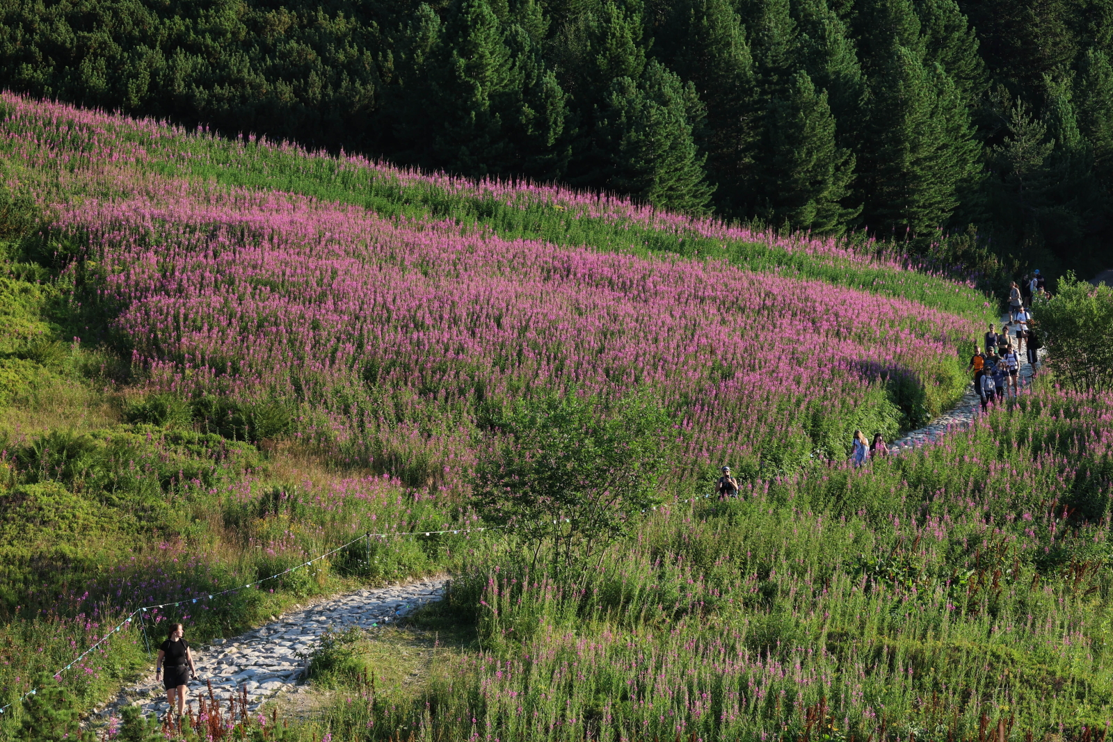 Tatry: różowe kwiaty wierzbówki na Hali Gąsienicowej przyciągają tłumy turystów [+GALERIA]