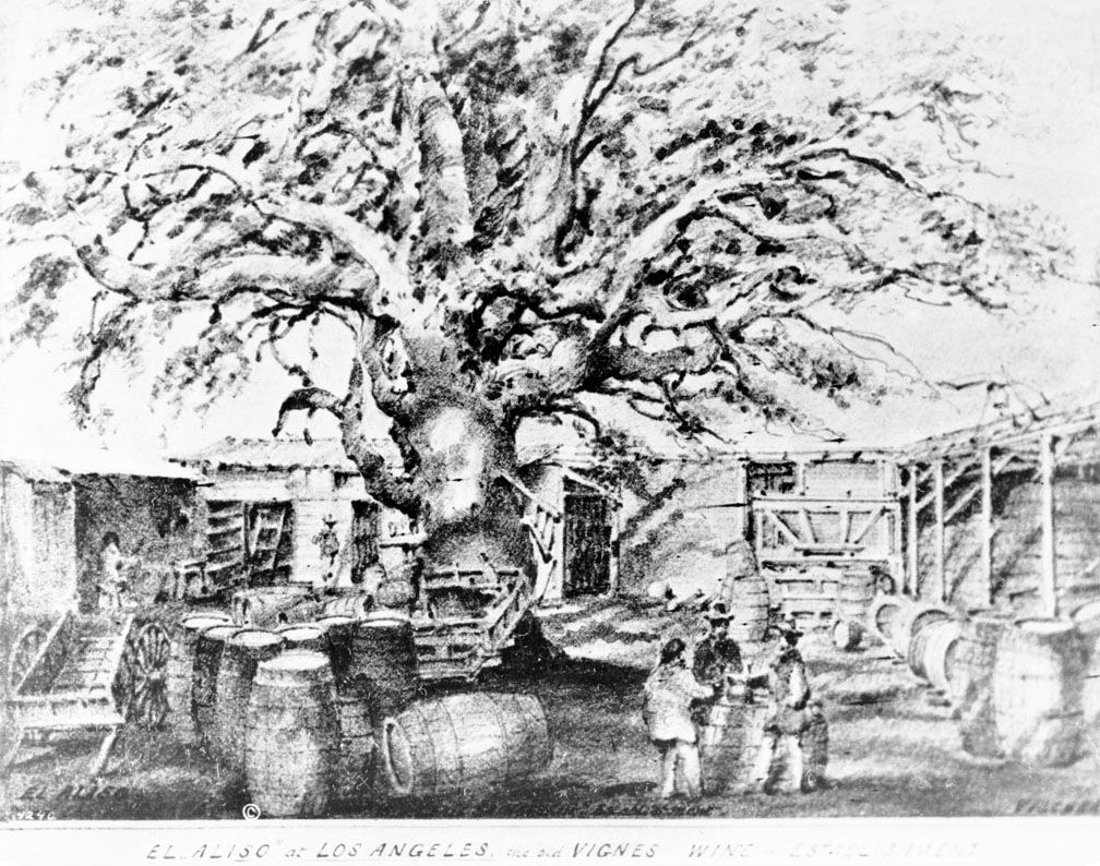 Fotografia rysunku Edwarda Vischera ukazująca ,,El Aliso'' - drzewo, które rosło w centrum wioski Yaanga ludu Tongva. Fotografia sprzed 1875 r. Fot USC Libraries. Domena Publiczna