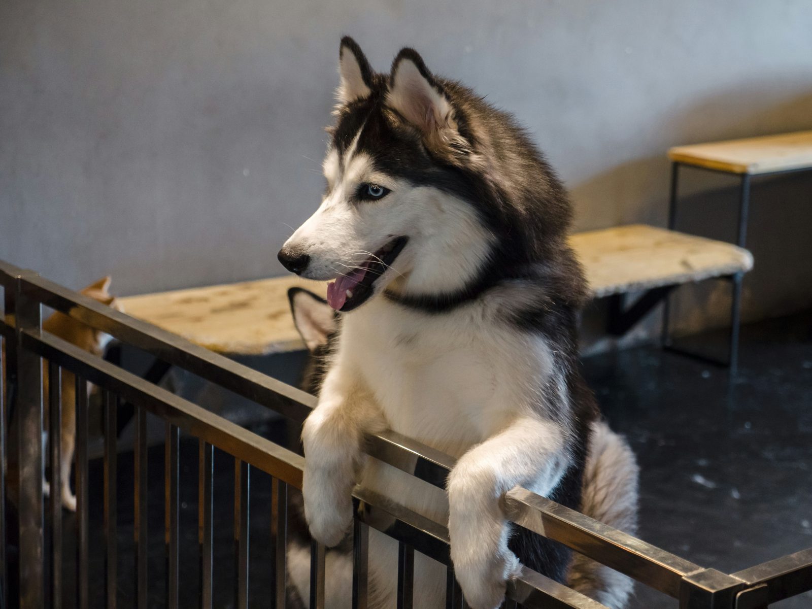 Husky „dołączył” do kościelnego chóru. Nagranie z błogosławieństwa zwierząt obiegło internet [WIDEO]