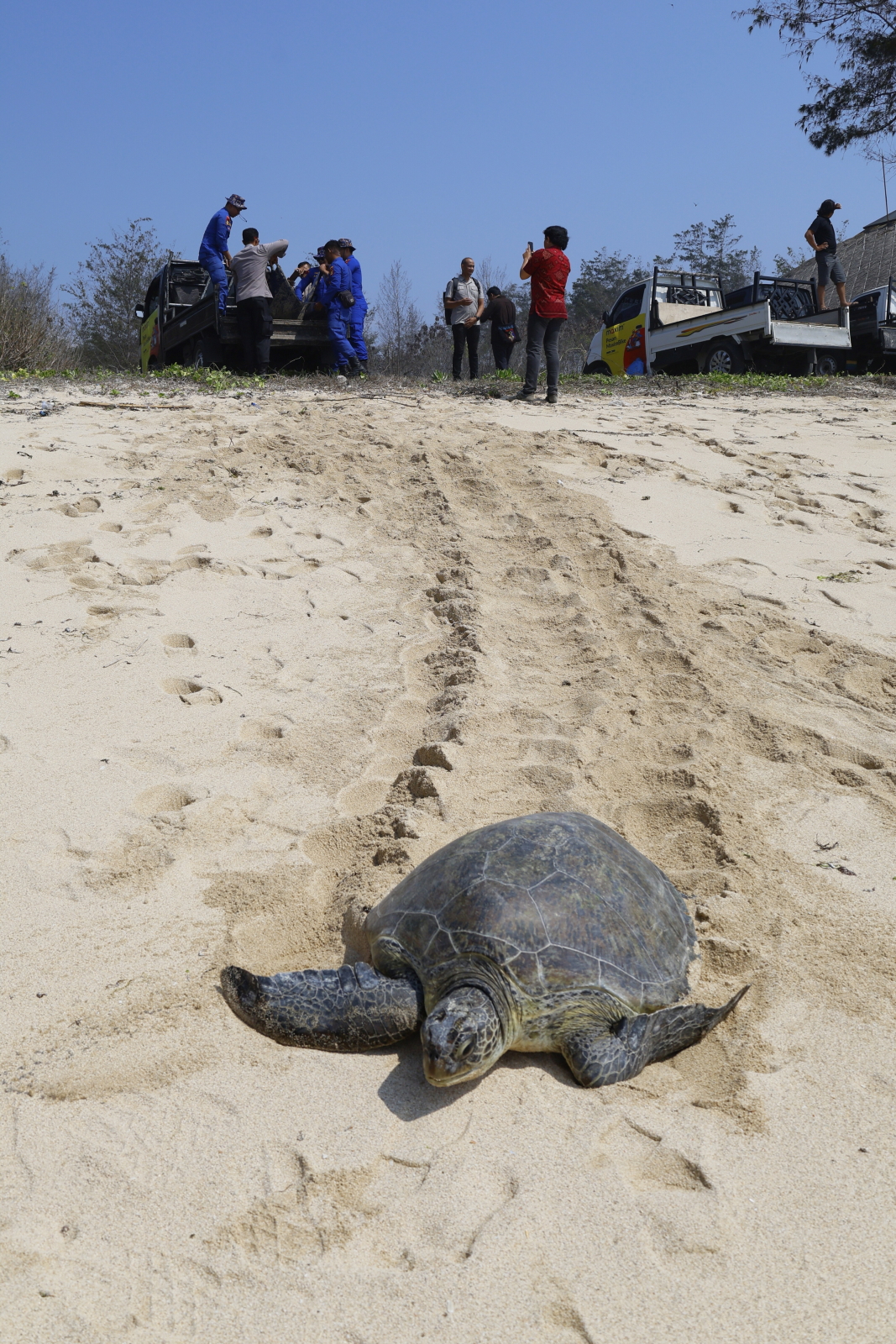 Indonezja: policja na Bali uratowała 20 żółwi zielonych. Zwierzęta wróciły do oceanu [GALERIA]
